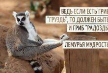 Photo of «Юмор в повседневной жизни»