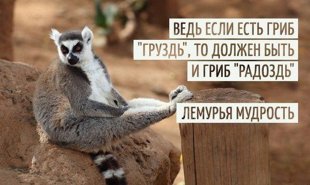 Photo of «Юмор в повседневной жизни»