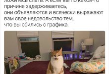 Photo of Смешные истории о домашних животных