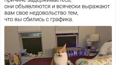 Photo of Смешные истории о домашних животных